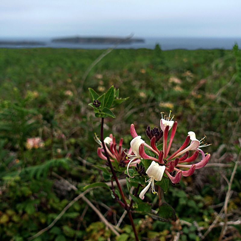 Chèvrefeuille sauvage à Ouessant